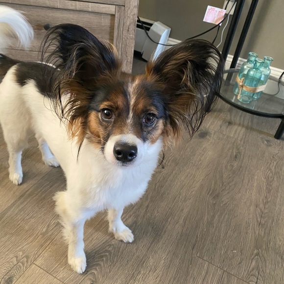 MEET YOUR POSHER!💜 - Picture 8 of 8